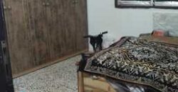 Furnished 3BHK Flat for Rent in Hara Riyadh – SAR 3200/Month